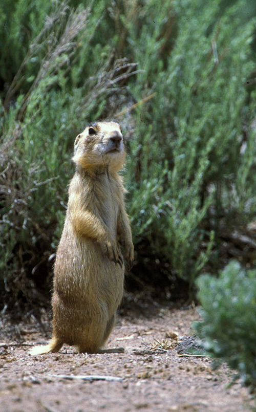 The Associated Press
A federal lawsuit filed Thursday targets new federal rules that restrict the removal from private land of Utah prairie dogs, like this one seen in southwestern Utah.