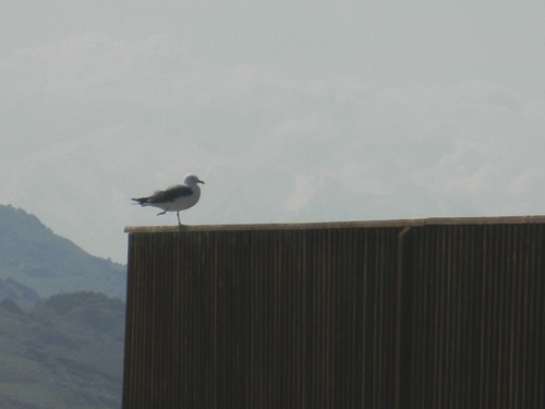 Tom Wharton | The Salt Lake Tribune
A gull perches on a fence near the Buffalo Point picnic area at Antelope Island.