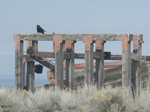 Tom Wharton | The Salt Lake Tribune
A raven finds a perch near the Antelope Island visitors center