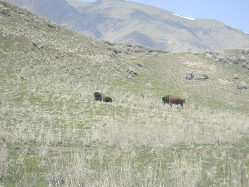Tom Wharton | The Salt Lake Tribune
Bison enjoy a spring day on the east side of Antelope Island.