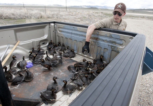 Steve Griffin | The Salt Lake Tribune

DWR conservation officer Tate Larson places eared grebes  in the back of his truck after storms forced the birds to land on the ground near Dugway, Utah Monday April 15, 2013. Hundreds of the birds crash landed on the ground killing many of them. The birds need water to take off and fly so they were being collected and released in nearby ponds.