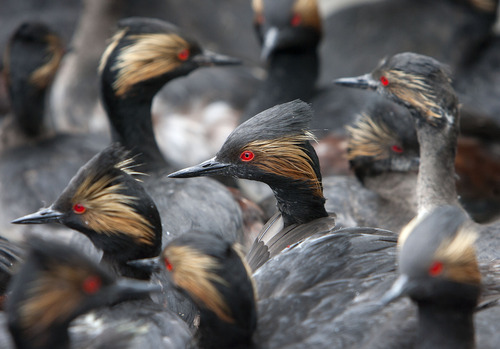 Steve Griffin | The Salt Lake Tribune

Eared grebes huddle together in the back of a DWR truck after storms forced the birds to land on the ground near Dugway, Utah Monday April 15, 2013. Hundreds of the birds crash landed on the ground killing many of them. The birds need water to take off and fly so they were being collected and released in nearby ponds.