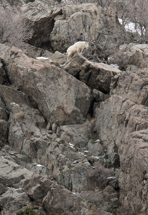Francisco Kjolseth  |  Tribune file photo
A mountain goat looks down into the valley from the jagged rocks at the base of Little Cottonwood Canyon in 2011. The Utah Division of Wildlife Services is once again inviting the public to observe mountain goats using provided binoculars and spotting scopes. This year's viewing party is April 20, 2013.