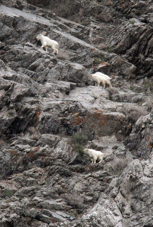 Francisco Kjolseth  |  Tribune file photo
Four mountain goat looks feed along the jagged rocks at the base of Little Cottonwood Canyon in 2011. The Utah Division of Wildlife Services is once again inviting the public to observe mountain goats using provided binoculars and spotting scopes. This year's viewing party is April 20, 2013.