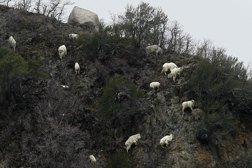 Chris Detrick | Tribune file photo
Mountain goats climb around in Little Cottonwood Canyon in 2009. The Utah Division of Wildlife Services is once again inviting the public to observe mountain goats using provided binoculars and spotting scopes. This year's viewing party is April 20, 2013.