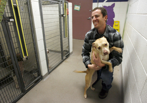 Francisco Kjolseth  |  The Salt Lake Tribune
John Coulter, adoption and outreach coordinator for the Salt Lake County Animal Shelter, shows a dog available for adoption.