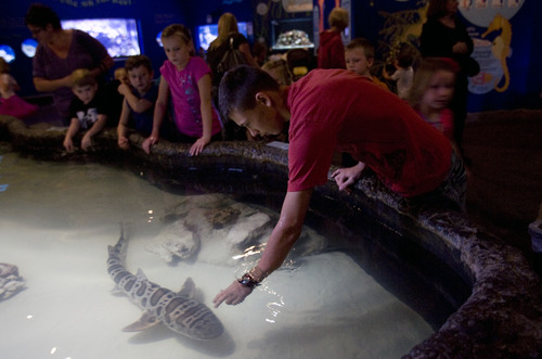 Kim Raff | The Salt Lake Tribune
Tanner Hunsaker touches a leopard shark in the touch pool at The Living Planet Aquarium in Sandy, Utah on October 18, 2012. The Living Planet Aquarium is breaking ground Oct. 24 for a new 136,000-square-foot, $20 million expansion.