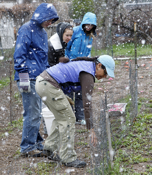 Al Hartmann  |  The Salt Lake Tribune
Gardening assistant Xiomara Bella, foreground shows a new group of gardeners with Live and Thrive the herbs and peas growing in it's Holladay 2 garden.  Despite the snow they later planted potatos.  Live and Thrive is unique.  Member-volunteers pay $100 to learn and work on farms around the valley and share in the bounty.