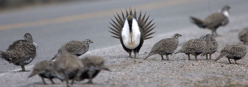Al Hartmann  |  Tribune file photo

A male sage grouse does his showy strut to females just off Highway 65 south of Henefer. The governor's office on Wednesday released a long-awaited conservation plan for the birds.