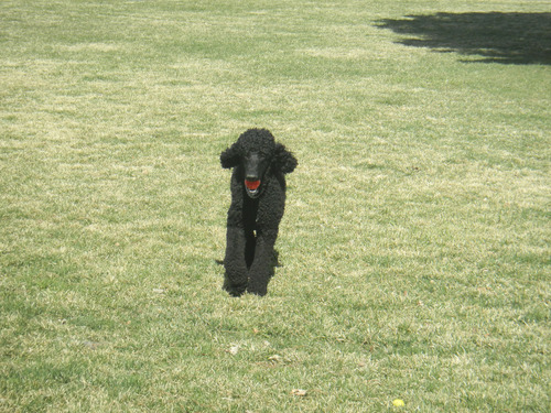 Tom Wharton  |  The Salt Lake Tribune
A big poodle plays in the grass at Salt Lake City's Cottonwood Park off-leash area.