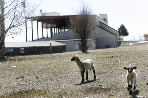 Scott Sommerdorf   |  The Salt Lake Tribune
Baby lambs roam the padock area with the grandstand on the background at Wyoming Downs, Thursday, April 25, 2013. Paul Nelson is working as a contractor on the re-opening of Wyoming Downs race track, owned by his brother Eric Nelson. The track has been dormant for 4-5 years and the Nelson brothers are working to bring it back to life.