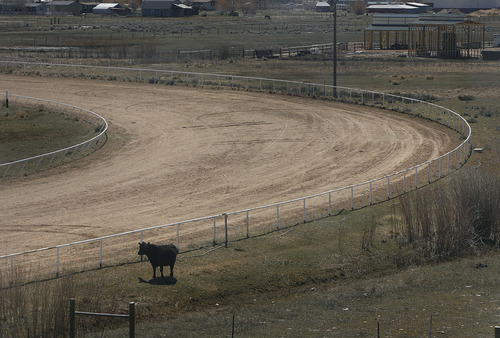 Scott Sommerdorf   |  The Salt Lake Tribune
A lone cow grazes near where thoroughbreds once thundered into the first turn at Wyoming Downs, Thursday, April 25, 2013. The track has been dormant for 4-5 years, but brothers Eric and Paul Nelson are working to bring it back to life.