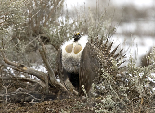 Al Hartmann  |  Tribune file photo

A male sage grouse fans his tail, puffs out his chest and struts for females at a lek (mating ground) just south of Henefer on SR 65. The public is invited to view the birds' unique ritual on April 27.
