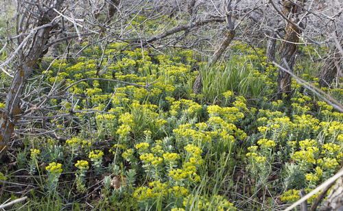 Al Hartmann  |  The Salt Lake Tribune
A patch of spurge growing among scrub oak in the foothills above Wasatch Boulevard and 2900 South near the mouth of Parleys Canyon. Salt Lake County is trying to eradicate spurge, an invasive weed.