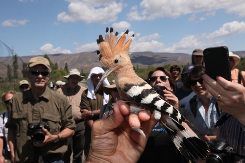 University of Utah assistant professor Cagan Sekercioglu holding a Hoopoe at Aras River Bird Paradise in Turkey in June 2012. Courtesy Cagan Sekercioglu