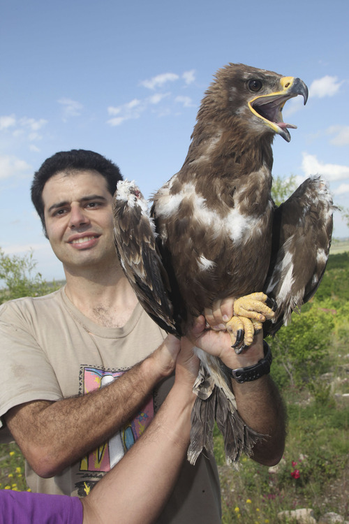 University of Utah assistant professor Cagan Sekercioglu releasing a rehabilitated Steppe Eagle in Igdir, Turkey. Courtesy Cagan Sekercioglu