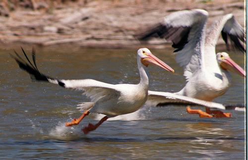 Steve Griffin | Tribune file photo
White pelicans come in for a landing in the Bear River Bird Refuge. The public is invited to help the refuge celebrate the 2013 International Migratory Bird Day on May 11 at a free open house.