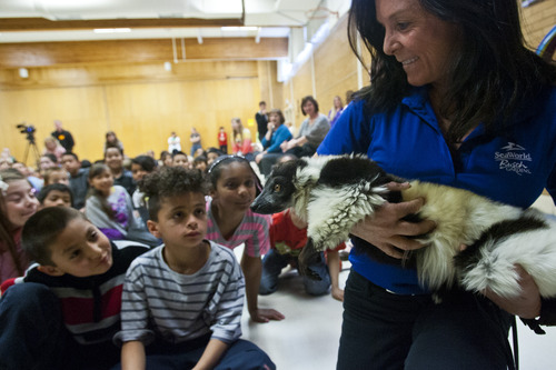 Chris Detrick  |  The Salt Lake Tribune
Students watch as Lisa Hugueley shows off 'Bakari,' a black-and-white ruffed lemur during SeaWorld San Diego's "SeaWorld Cares" program at Hillsdale Elementary School in West Valley City. The SeaWorld Cares educational outreach program teaches kids about ocean conservation, animal rescue and rehabilitation, and how people's everyday actions can make safer habitats for animals.