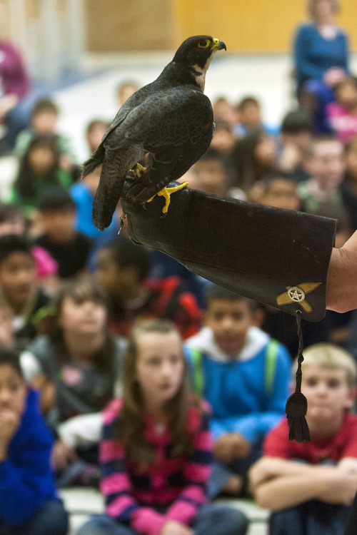 Chris Detrick  |  The Salt Lake Tribune
Melanie Angeles shows off 'Pipen,' a peregrine falcon, during SeaWorld San Diego's "SeaWorld Cares" program at Hillsdale Elementary School in West Valley City Wednesday April 17, 2013. The SeaWorld Cares educational outreach program teaches kids about ocean conservation, animal rescue and rehabilitation, and how people's everyday actions can make safer habitats for animals.