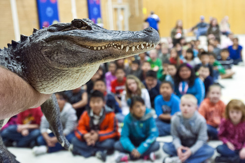 Chris Detrick  |  The Salt Lake Tribune
David Jackson shows off 'Spike,' a twenty-five year old alligator during SeaWorld San Diego's "SeaWorld Cares" program at Hillsdale Elementary School in West Valley City Wednesday April 17, 2013. The SeaWorld Cares educational outreach program teaches kids about ocean conservation, animal rescue and rehabilitation, and how people's everyday actions can make safer habitats for animals.