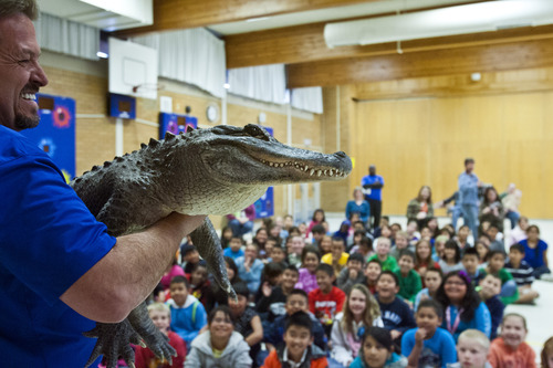 Chris Detrick  |  The Salt Lake Tribune
David Jackson shows off 'Spike,' a twenty-five year old alligator during SeaWorld San Diego's "SeaWorld Cares" program at Hillsdale Elementary School in West Valley City last month. The SeaWorld Cares educational outreach program teaches kids about ocean conservation, animal rescue and rehabilitation, and how people's everyday actions can make safer habitats for animals.