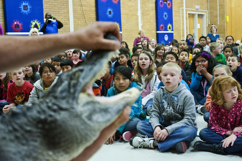 Chris Detrick  |  The Salt Lake Tribune
Students watch as David Jackson shows off 'Spike,' a twenty-five year old alligator during SeaWorld San Diego's "SeaWorld Cares" program at Hillsdale Elementary School in West Valley City Wednesday April 17, 2013. The SeaWorld Cares educational outreach program teaches kids about ocean conservation, animal rescue and rehabilitation, and how people's everyday actions can make safer habitats for animals.