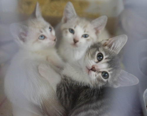 Paul Fraughton  |  The Salt Lake Tribune
Young kittens wait in their pen to be fed. The trio of kittens are in the feeding program at Salt Lake County Animal Services facility.