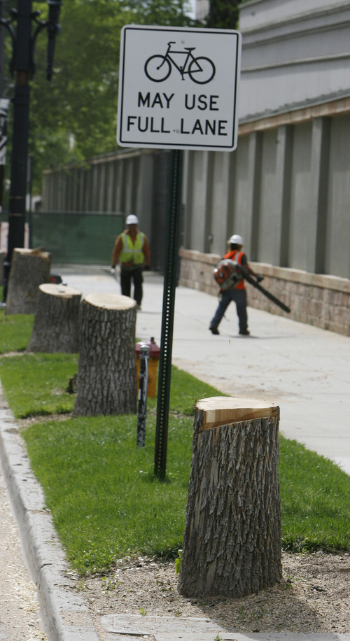 Francisco Kjolseth  |  The Salt Lake Tribune
Crews cut down the large trees that line the outside of Temple Square along South Temple near Main Street on Wednesday, May 15, 2013.  A city spokesman said the trees, which were dying because their root systems had become bound by concrete and asphalt, will be replaced.