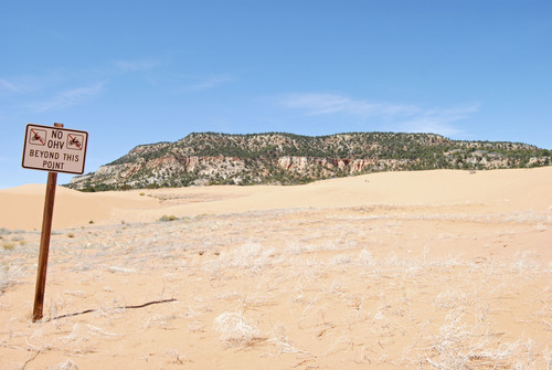 Brian Maffly  |  The Salt Lake Tribune
This conservation area designated to protect Coral Pink Sand Dunes tiger beetles will be expanded in an attempt to keep the rare insect off the list of threatened species. April 2, 2013