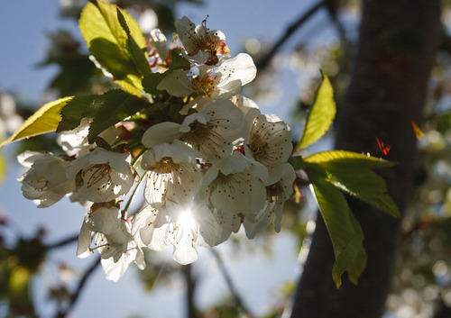Leah Hogsten  |  The Salt Lake Tribune
Fruit trees in Manning Orchards are in bloom. Fruit Heights city in Davis County is peppered with orchards and fruit stands and city staples at The Rock Loft, the town's main commercial area. Thursday May 9, 2013.