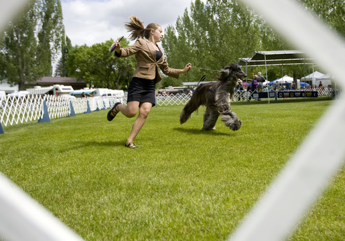 Kim Raff  |  The Salt Lake Tribune
Allie Orlando handles Brazen, an Afghan hound, in front of judges during the Mount Ogden Kennel Club's AKC All Breed Dog Show at the Cache County Fairgrounds in Logan on May 19, 2013.