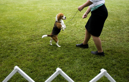 Kim Raff  |  The Salt Lake Tribune
Cheyenne Wohlschlegel handles Cricket, a beagle, in front of judges during the Mount Ogden Kennel Club's AKC All Breed Dog Show at the Cache County Fairgrounds in Logan on May 19, 2013.