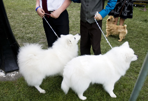 Kim Raff  |  The Salt Lake Tribune
(left) Seth and Pritzy, both American Eskimo dogs, wait to compete the Mount Ogden Kennel Club's AKC All Breed Dog Show at the Cache County Fairgrounds in Logan on May 19, 2013.