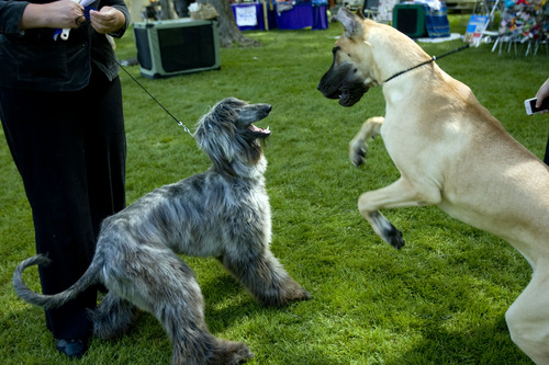 Kim Raff  |  The Salt Lake Tribune
(left) Quick, an Afghan hound, plays with Daegan, a great dane, after Quick competed in the Mount Ogden Kennel Club's AKC All Breed Dog Show at the Cache County Fairgrounds in Logan on May 19, 2013.