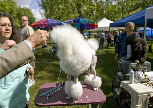 Kim Raff  |  The Salt Lake Tribune
Orianna, a miniature poodle, is groomed by Don and Roberta Chowning before competing in the Mount Ogden Kennel Club's AKC All Breed Dog Show at the Cache County Fairgrounds in Logan on May 19, 2013.