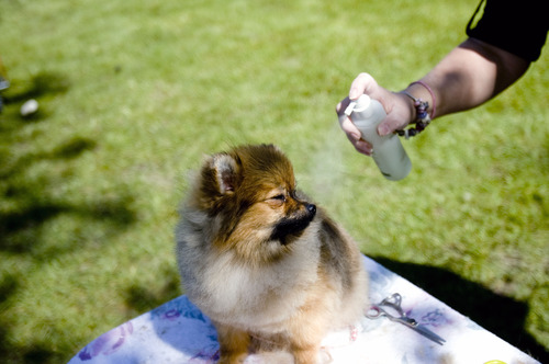Kim Raff  |  The Salt Lake Tribune
Dasha, a pomeranian is groomed before competing in the Mount Ogden Kennel Club's AKC All Breed Dog Show at the Cache County Fairgrounds in Logan on May 19, 2013.