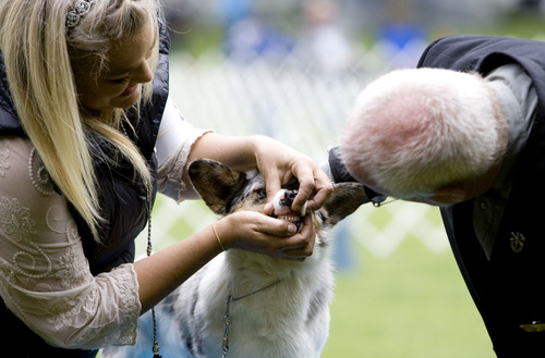 Kim Raff  |  The Salt Lake Tribune
(left) Angela Hall shows the judge Garry Newton the teeth of Envy, a cardigan welsh corgi, while competing in the Mount Ogden Kennel Club's AKC All Breed Dog Show at the Cache County Fairgrounds in Logan on May 19, 2013.