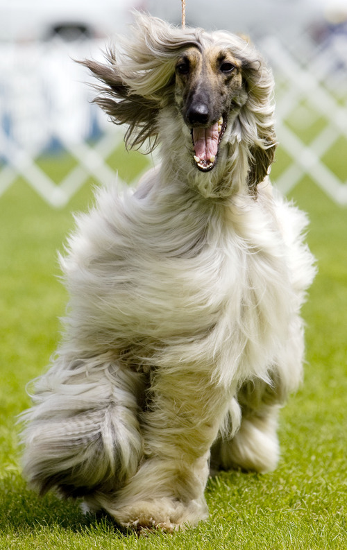 Kim Raff  |  The Salt Lake Tribune
Champion Sammy, an Afghan hound, competes in the Mount Ogden Kennel Club's AKC All Breed Dog Show at the Cache County Fairgrounds in Logan on May 19, 2013.