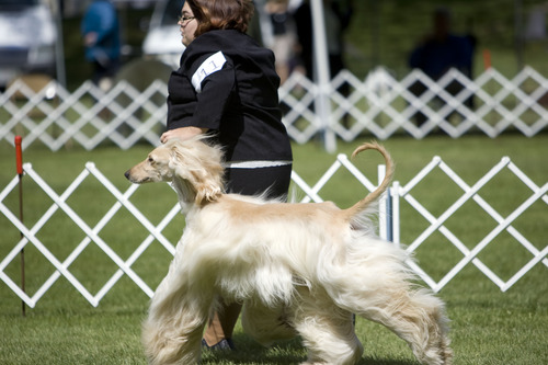 Kim Raff  |  The Salt Lake Tribune
Yvette Lopez handles Epic, an Afghan hound, while competing in the Mount Ogden Kennel Club's AKC All Breed Dog Show at the Cache County Fairgrounds in Logan on May 19, 2013.