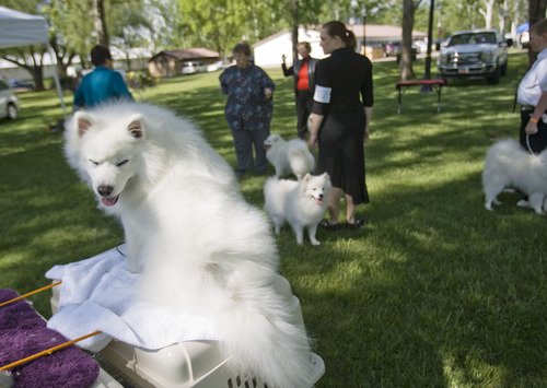Kim Raff  |  The Salt Lake Tribune
Seven, an American Eskimo dog, sits on his kennel and waits to compete during the Mount Ogden Kennel Club's AKC All Breed Dog Show at the Cache County Fairgrounds in Logan on May 19, 2013.