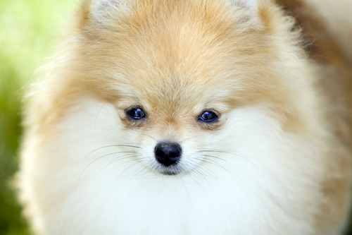 Kim Raff  |  The Salt Lake Tribune
Ariel, a Pomeranian, waits to compete in the Mount Ogden Kennel Club's AKC All Breed Dog Show at the Cache County Fairgrounds in Logan on May 19, 2013.