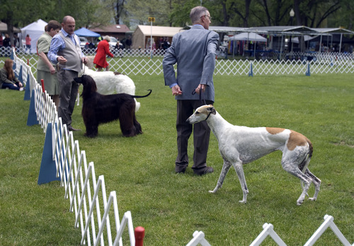 Kim Raff  |  The Salt Lake Tribune
Handlers and dogs compete in a group competition during the Mount Ogden Kennel Club's AKC All Breed Dog Show at the Cache County Fairgrounds in Logan on May 19, 2013.