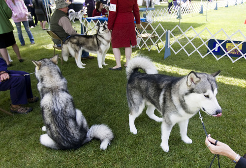 Kim Raff  |  The Salt Lake Tribune
Alaskan Malamutes wait to compete in the Mount Ogden Kennel Club's AKC All Breed Dog Show at the Cache County Fairgrounds in Logan on May 19, 2013. Forty Alaskan Malamutes competed in the show which also had an Alaskan Malamute specialty show.