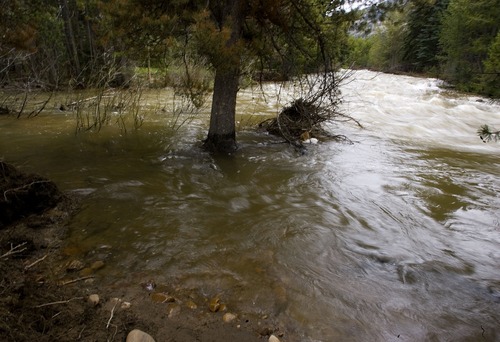 The Provo River runs over its banks in the Lower Provo River campground on a mild Sunday afternoon in the Wasatch National Forest in the Uinta Mountains. Cooler-than-usual temperatures were present for the Memorial Day weekend and the snow persisted in the higher elevations, forcing closure of roads and campgrounds.
 Jim Urquhart/The Salt Lake Tribune