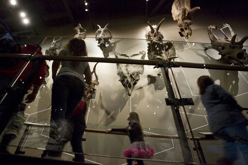 Steve Griffin  |  The Salt Lake Tribune
People stop to look at a wall of horned dinosaur skulls in the Natural History Museum of Utah.