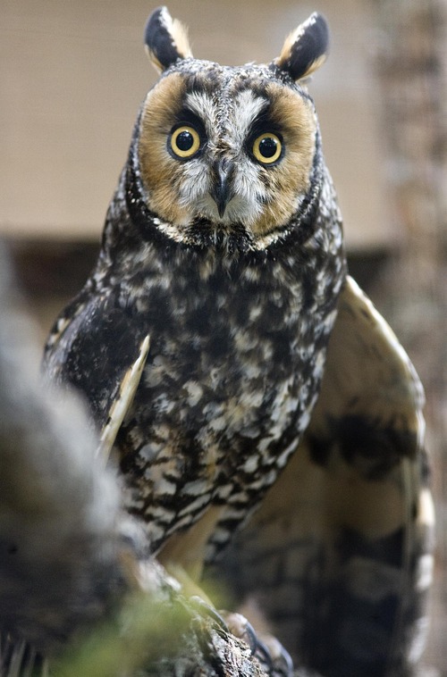 Djamila Grossman  |  The Salt Lake Tribune
A Long-eared owl at Tracy Aviary in Salt Lake City.