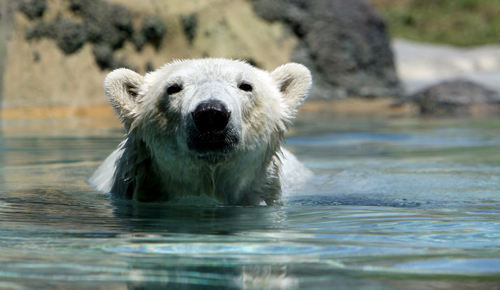 Steve Griffin | The Salt Lake Tribune
A polar bear at Hogle Zoo.