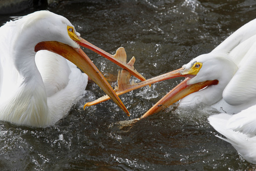 Al Hartmann  |  The Salt Lake Tribune
Two White pelicans squabble over food at Tracy Aviary.