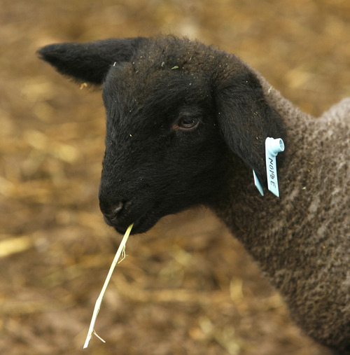 Steve Griffin | The Salt Lake Tribune
A black lamb chews at Wheeler Historic Farm in Murray.