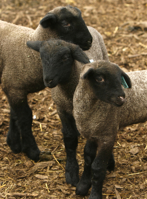 Steve Griffin | The Salt Lake Tribune 
Three black lambs at Wheeler Historic Farm in Murray.